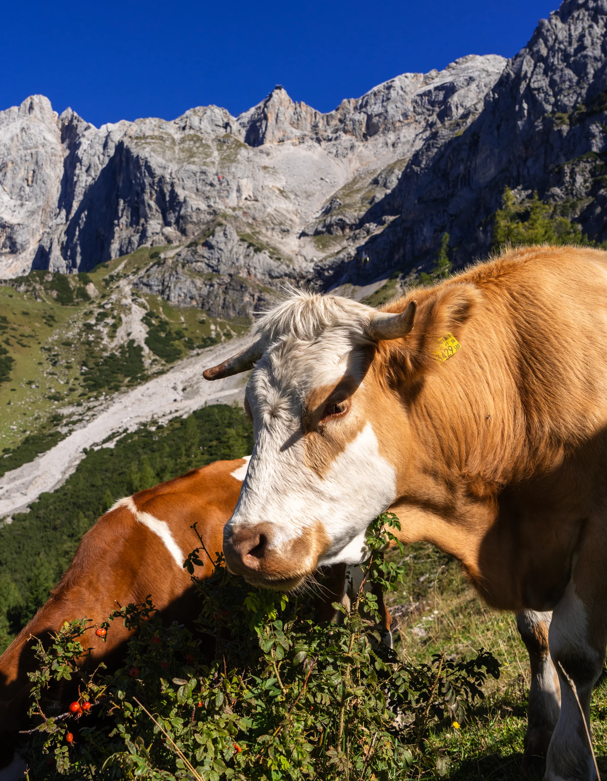 Schladming-Dachstein — foto 4