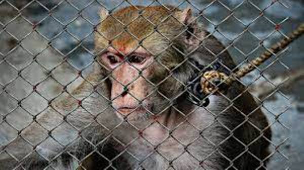 Projekt Help the animals